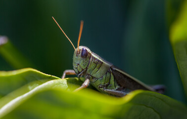 Closeup photo of green grasshopper sitting on a green peony leaf