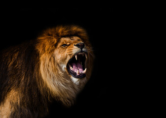 Portrait of a Beautiful lion, furious lion in dark