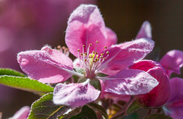 Close-up photo of pink Crabapple bloom