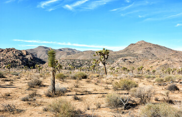 Beautiful landscape of the Joshua Tree National Park in Southern California desert.