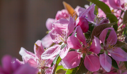 Close-up photo of pink Crabapple bloom