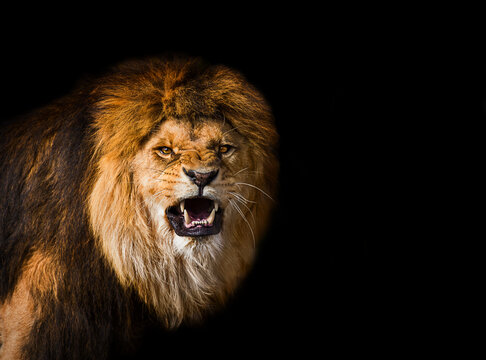 Lion Dark Images – Browse 11,789 Stock Photos, Vectors, and Video | Adobe  Stock