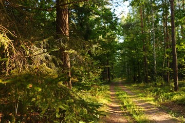 Obraz premium footpath in the forest