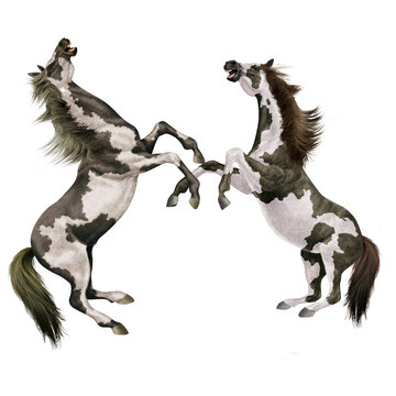 cheval, indien, blanc, animal, isol&eacute;, combat, force, &eacute;talon, galop, course, courir, amoureux des chevaux, mammif&egrave;re, arabe, chevalin, nature, silhouette, ferme, sauvage, crin, illustration, poney, bea