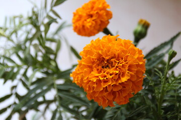 orange dahlia flower
