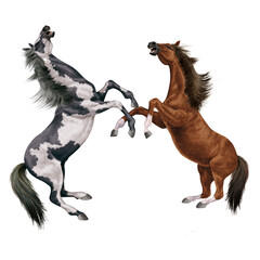 cheval, indien, blanc, animal, isolé, combat, force, étalon, galop, course, courir, amoureux des chevaux, mammifère, arabe, chevalin, nature, silhouette, ferme, sauvage, crin, illustration, poney, bea