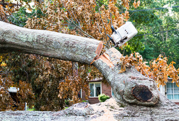 Chainsaw stuck in tree that is lying on ground after storm