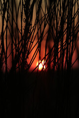 Atardecer en el campo