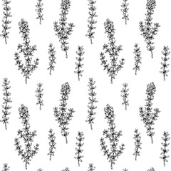 Hand drawn thyme seamless pattern. Vector illustration