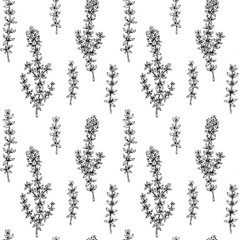Hand drawn thyme seamless pattern. Vector illustration