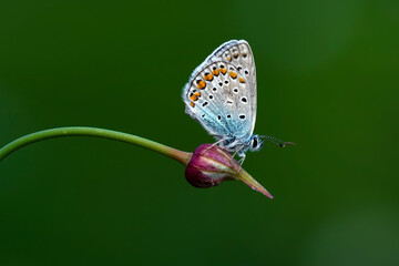 Macro shots, Beautiful nature scene. Closeup beautiful butterfly sitting on the flower in a summer garden.