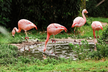 A flock of pink flamingos and reflection in the water. selective focus