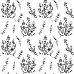 Hand drawn thyme seamless pattern. Vector illustration
