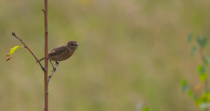 Stonechat bird flying away from branch perch slow motion