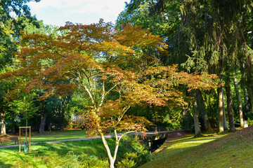 Japanischer Ahorn im Kurpark von Bad Orb 