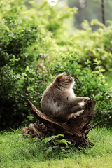 Macaque on the grass. Little popular monkey. monkey in the zoo on the grass.