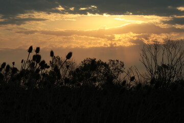 Atardecer en el campo