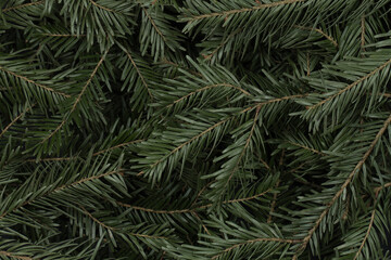 The coniferous texture with spruce green branches. Christmas background.