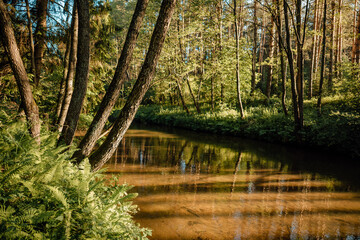 beautiful forest river on summer morning