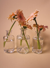 Soft pink gerbera (daisy flower) in a glass bottle on peach background. Beautiful gentle floral concept with monochrome colors, minimalism and hard light with shadow