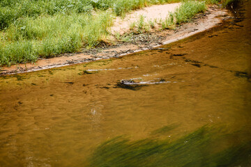 beautiful forest river on summer morning