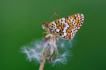 Macro shots, Beautiful nature scene. Closeup beautiful butterfly sitting on the flower in a summer garden.