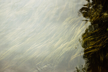 beautiful forest river on summer morning
