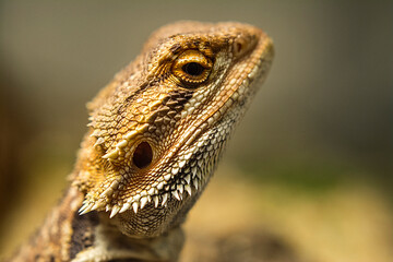 bearded dragon lizard