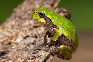 Eastern Gray Treefrog