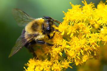 Bumblebee Collecting Pollen