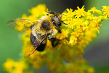 Bumblebee Pollinating Flowers