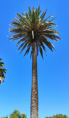 Palm trees in Promenade Dom Carlos I Avenue at Douro River Mouth (Foz do Douro) in Porto, Portugal.