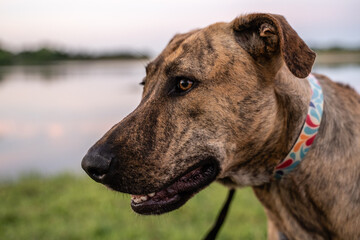 Close up of brindle dog with colorful collar in front of lake