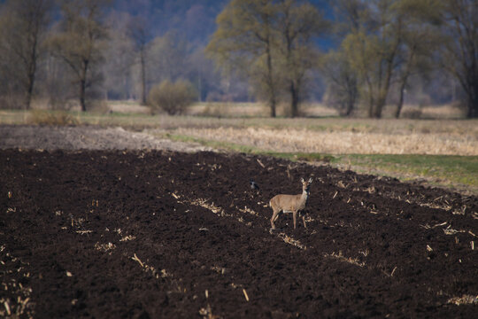 Single Deer On A Field Eating Grass And Seeds With Visible Trees And Fields In The Background. Early Spring With Animals Feeding.