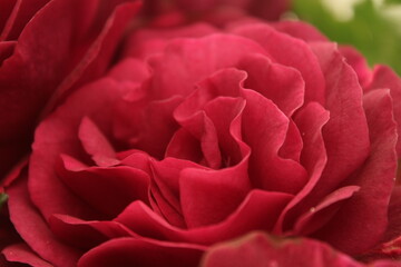 Naklejka premium red rose closeup