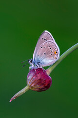 Macro shots, Beautiful nature scene. Closeup beautiful butterfly sitting on the flower in a summer garden.