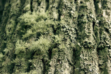 The trunk of an old tree, covered with moss. Surface with natural bark patterns. Natural wood background. Embossed texture  bark. Shallow DOF