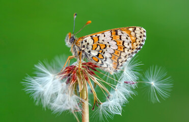 Macro shots, Beautiful nature scene. Closeup beautiful butterfly sitting on the flower in a summer garden.