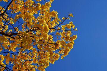 Golden trumpet tree or Yellow ipe tree (Handroanthus chrysotrichus), Rio de Janeiro, Brazil