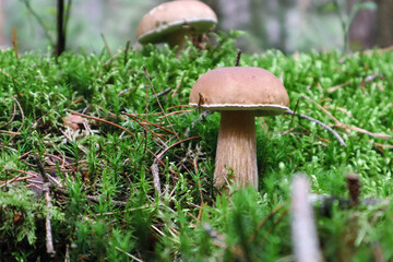 Young boletus in a forest clearing, side view, close-up