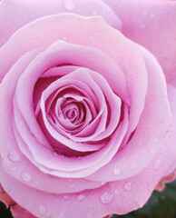 pink rose close up