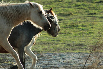 Caballos