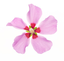 Naklejka premium hibiscus syriacus fiore isolato su fondo bianco