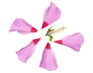 hibiscus syriacus fiore isolato su fondo bianco