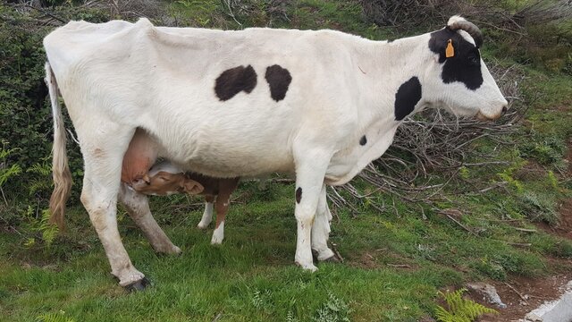 Mad&egrave;re, veau sous la m&egrave;re barrant la levada Paul Da Serra