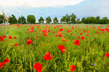 .beautiful poppy field bright colored flower background very close in good weather with sunlight on a summer day