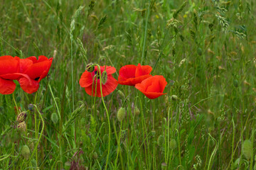 .beautiful poppy field bright colored flower background very close in good weather with sunlight on a summer day