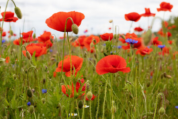 .beautiful poppy field bright colored flower background very close in good weather with sunlight on a summer day
