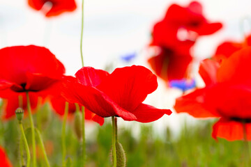 .beautiful poppy field bright colored flower background very close in good weather with sunlight on a summer day