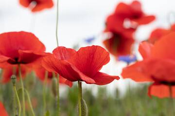 .beautiful poppy field bright colored flower background very close in good weather with sunlight on a summer day